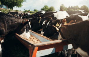 Розвиток молочної галузі в Україні нові технології та підходи у тваринництві