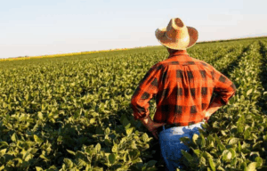 Прогноз доходів фермерів США (ERS): вплив на світові та українські ціни на зерно