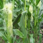 Кукурудза запізнюється: що це робить із експортом і логістикою