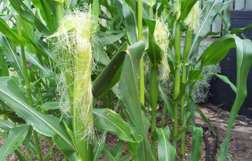 Кукурудза запізнюється: що це робить із експортом і логістикою