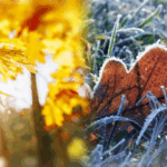 Кінець жовтня: заморозки і дощі — як убезпечити пізні культури