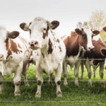 Ціни на молоко і м’ясо в Україні — листопад 2025