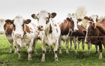 Ціни на молоко і м’ясо в Україні — листопад 2025