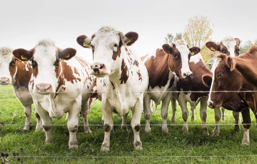 Ціни на молоко і м’ясо в Україні — листопад 2025