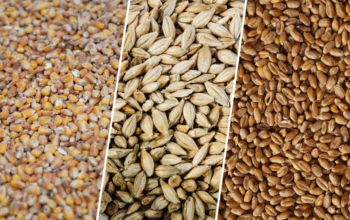 Ціни на зернові в Україні тенденції листопада 2025