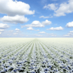 Погодні ризики для озимих що прогнозують синоптики