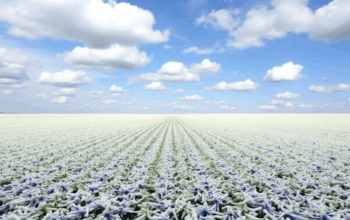 Погодні ризики для озимих що прогнозують синоптики