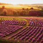 Як змінився агросектор у Західній Україні