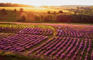 Як змінився агросектор у Західній Україні