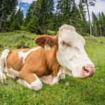 Профілактика захворювань ВРХ у зимовий період