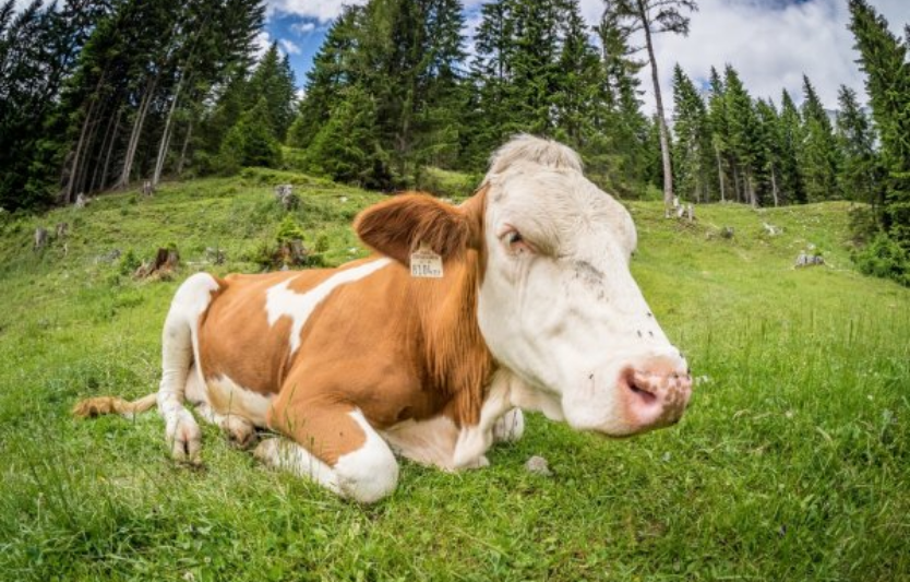 Профілактика захворювань ВРХ у зимовий період