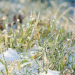 Топ-5 порад щодо зимового догляду за озимими культурами