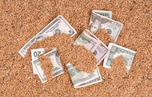 Тренди агроринку як змінилися ціни на зерно та технічні культури у грудні