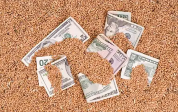 Тренди агроринку як змінилися ціни на зерно та технічні культури у грудні