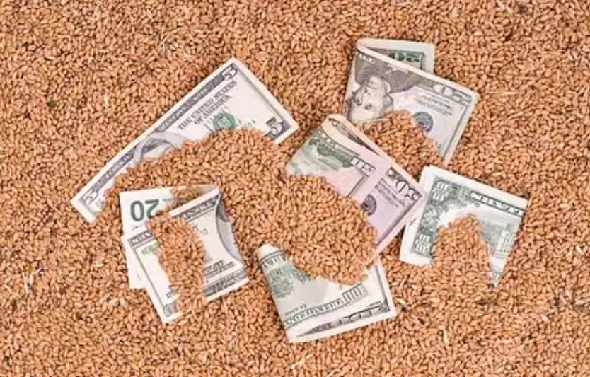 Тренди агроринку: як змінилися ціни на зерно та технічні культури у грудні