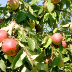 На Вінниччині дефіцит земель під нові сади причини та наслідки