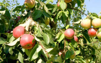 На Вінниччині дефіцит земель під нові сади причини та наслідки
