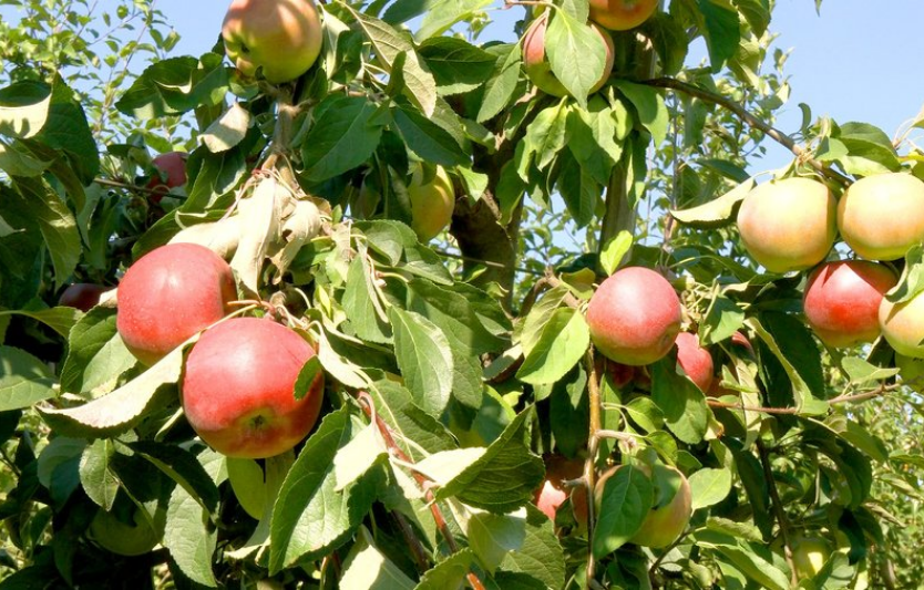 На Вінниччині дефіцит земель під нові сади причини та наслідки