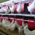 На Житомирщині працює органічна птахоферма з повним циклом виробництва