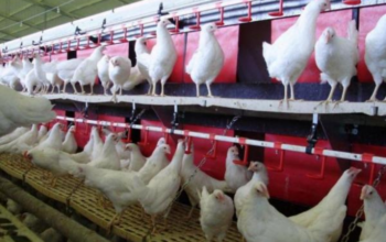 На Житомирщині працює органічна птахоферма з повним циклом виробництва