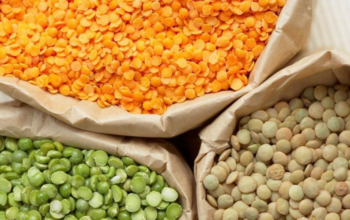 Площі під сочевицею зростають наукове пояснення переваг культури