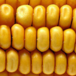 Рання стиглість кукурудзи