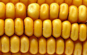 Рання стиглість кукурудзи