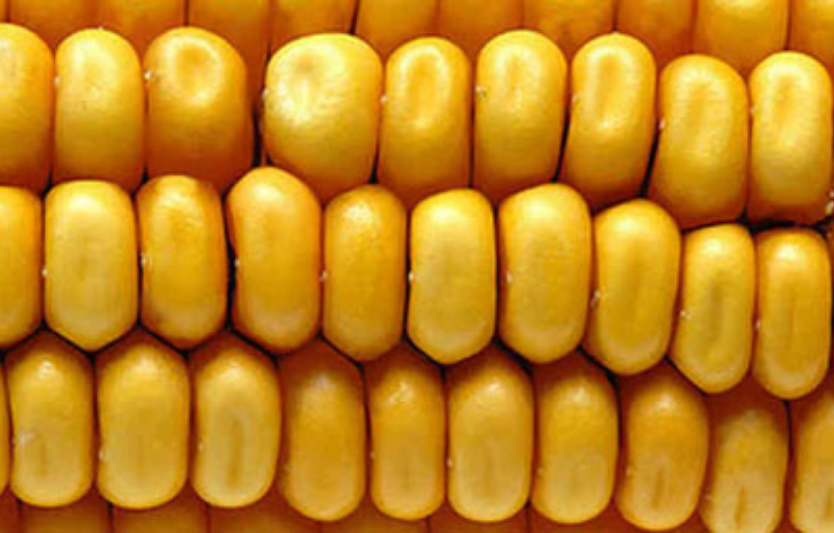 Рання стиглість кукурудзи