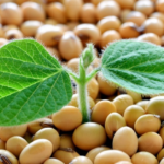 У сезоні 2026 площі під соєю можуть зменшитись