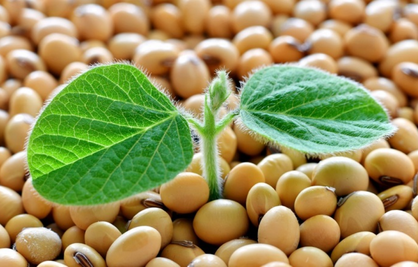 У сезоні 2026 площі під соєю можуть зменшитись