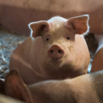 Ринок свинини на початку 2026 року