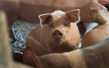 Ринок свинини на початку 2026 року