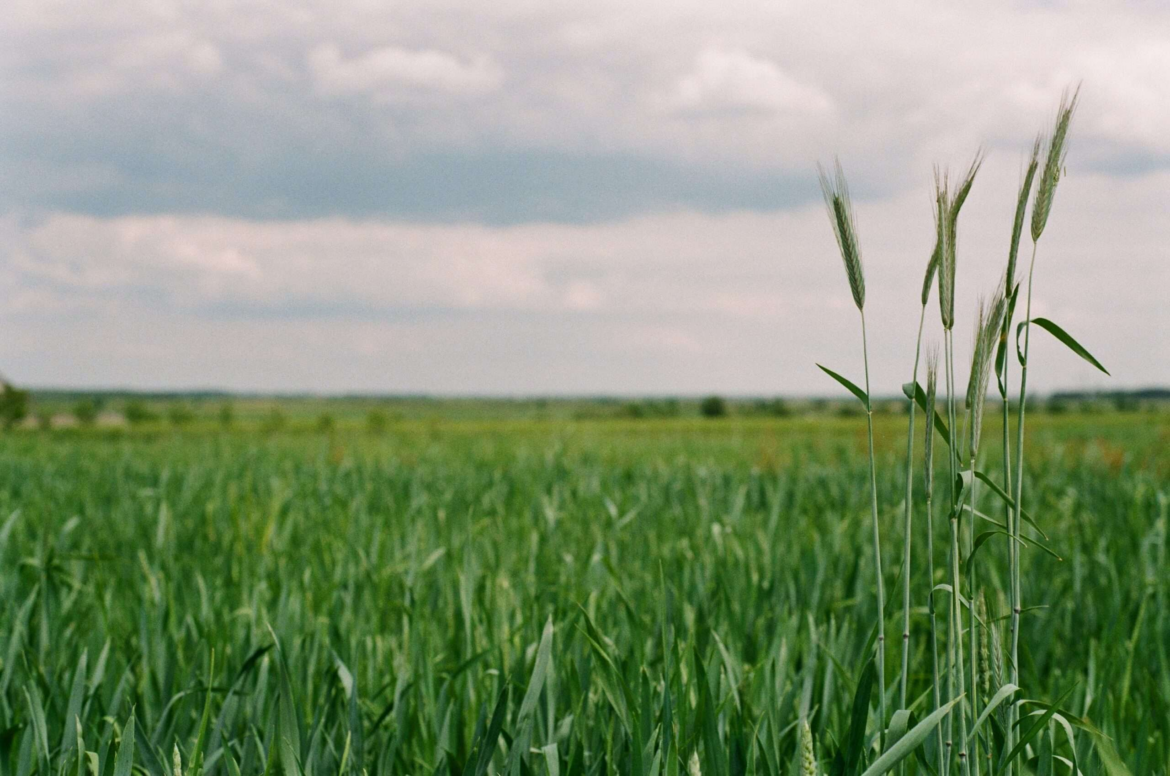 Як під час війни взяти в оренду землю