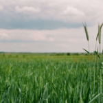 Взяти в оренду землю