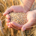 Закупівельні ціни на зерно в Україні