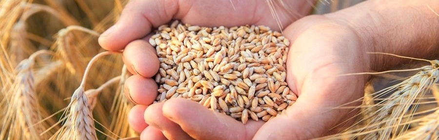 Закупівельні ціни на зерно в Україні