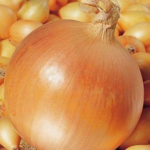 Цибуля-тиканка рекомендації щодо вирощування