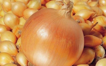 Цибуля-тиканка рекомендації щодо вирощування