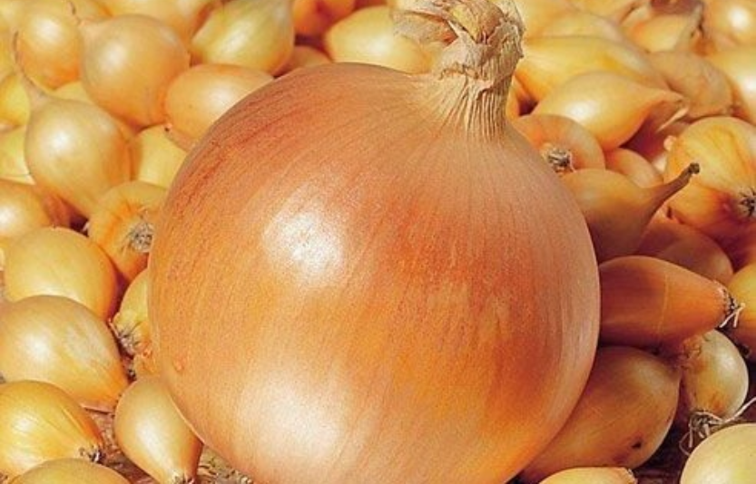 Цибуля-тиканка рекомендації щодо вирощування