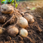 Добрива для картоплі стратегія багатого врожаю