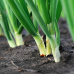 Хвороби цибулі