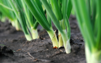 Хвороби цибулі