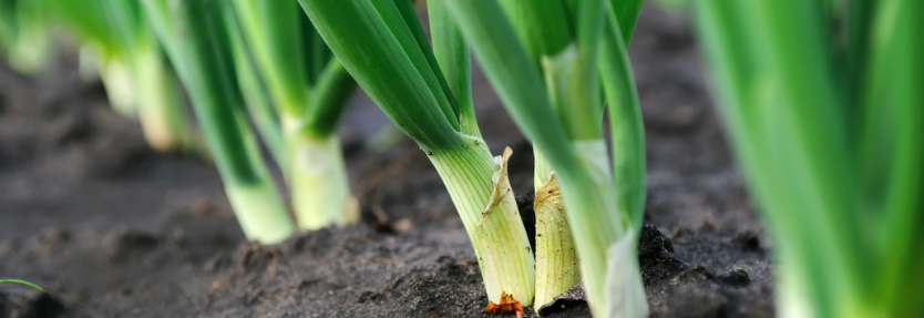 Хвороби цибулі