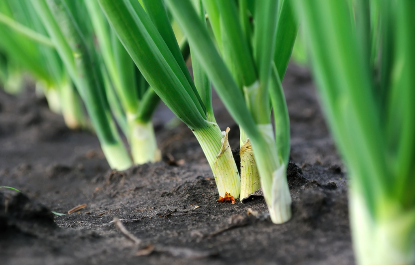 Хвороби цибулі