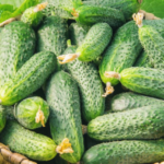 Хвороби і шкідники огірків у відкритому ґрунті стратегія захисту врожаю