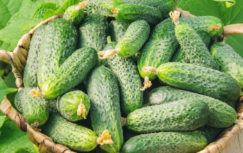 Хвороби і шкідники огірків у відкритому ґрунті стратегія захисту врожаю