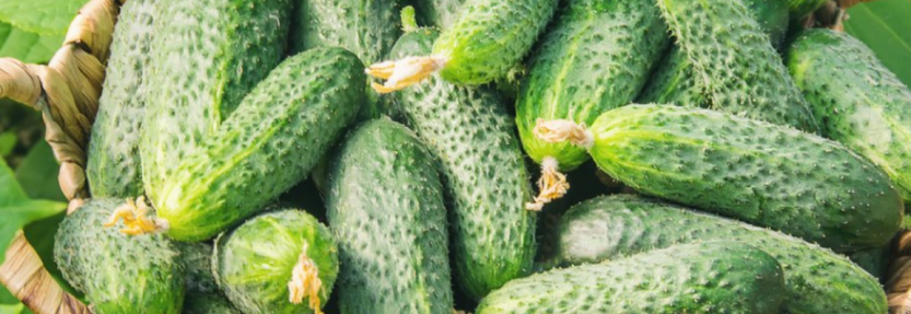 Хвороби і шкідники огірків у відкритому ґрунті стратегія захисту врожаю
