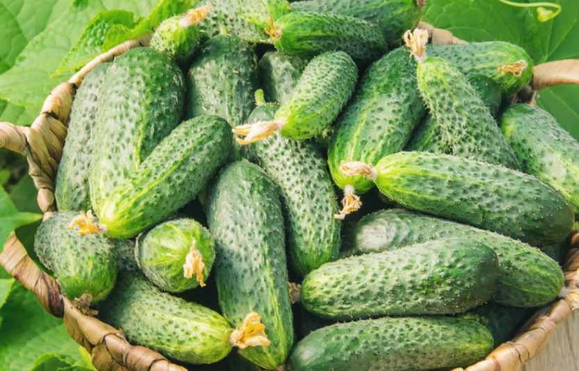 Хвороби і шкідники огірків у відкритому ґрунті стратегія захисту врожаю