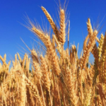 Коли сіяти ярий ячмінь оптимальні терміни, технологія посіву та секрети високого врожаю