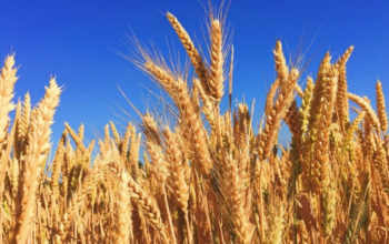 Коли сіяти ярий ячмінь оптимальні терміни, технологія посіву та секрети високого врожаю